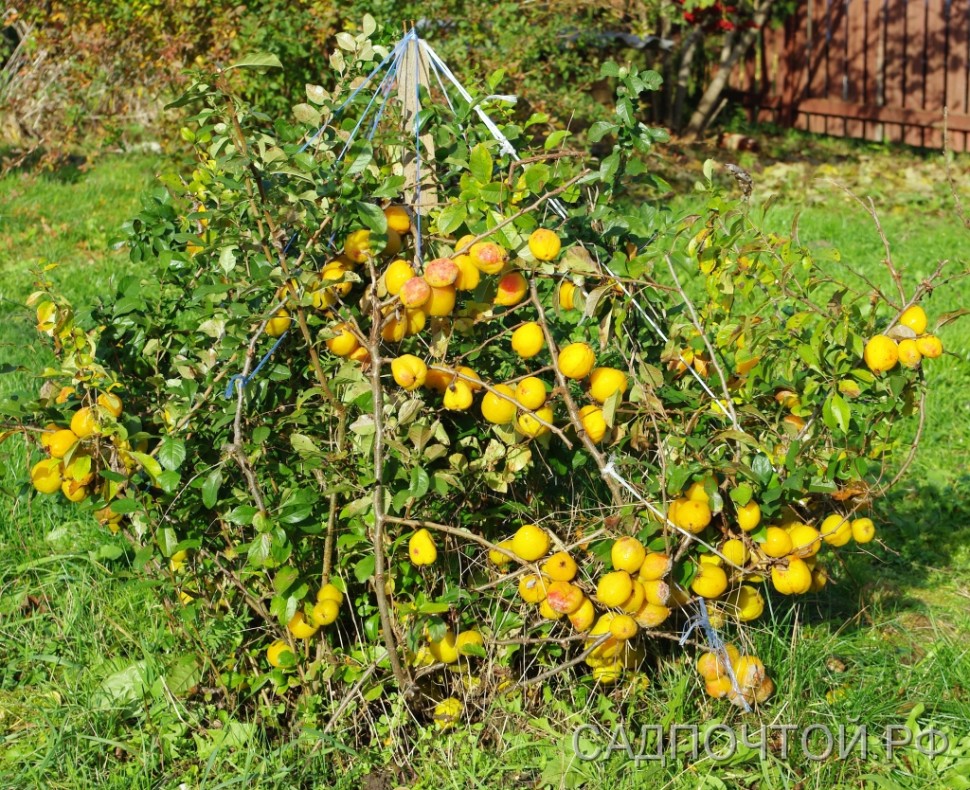 Айва японская, Chaenomeles japonica